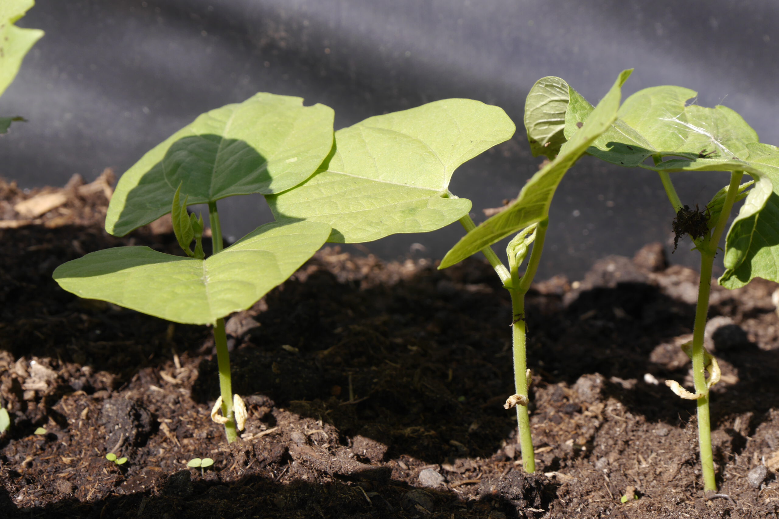 gemüse-anbauen-in-der-zweiten-sommerhälfte-junge-bohnenpflanzen