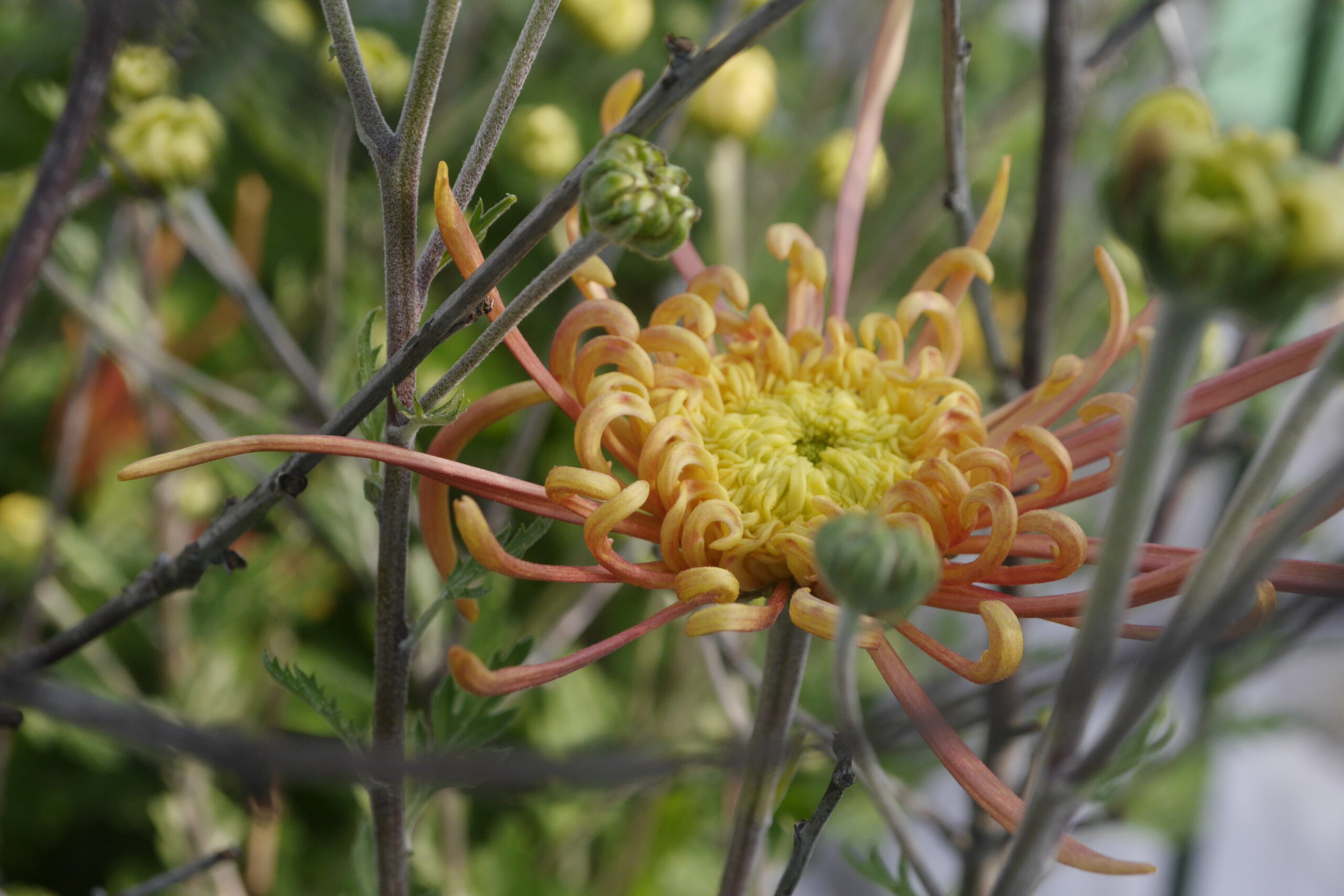 impressionen-foto-lobe-hahn-gestaltung-chrysanthem