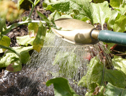 Richtig gießen – die Grundlagen des effizienter Bewässerung