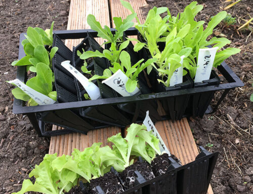 Gemüsegarten aus der Saattüte – Sortenvielfalt