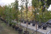 Garten Punzmann Gärtnerei und Baumschule 99 Gärten Schrebergartenverein