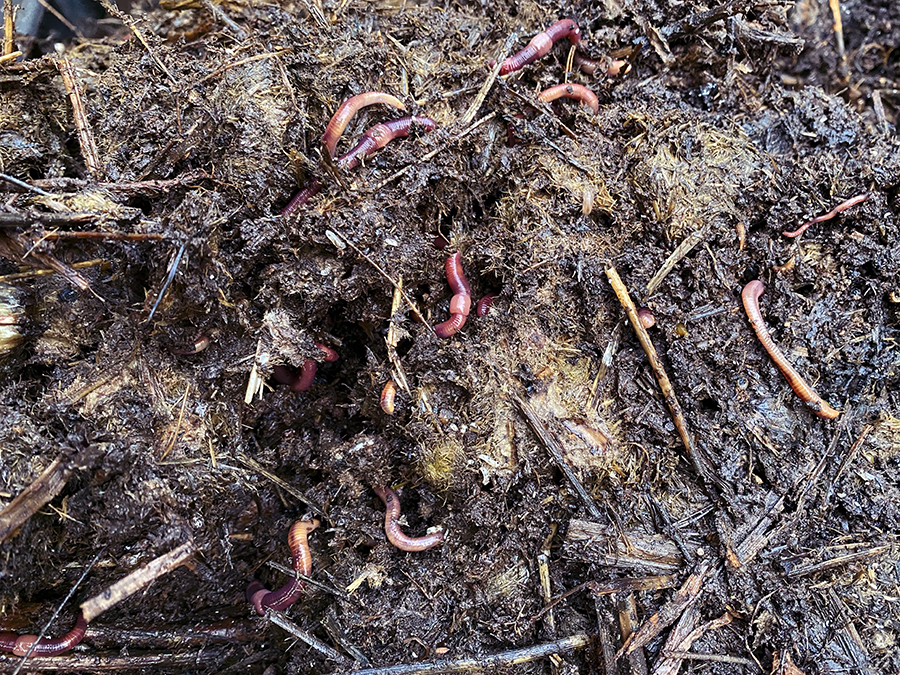 kompostwürmer-im-kompost
