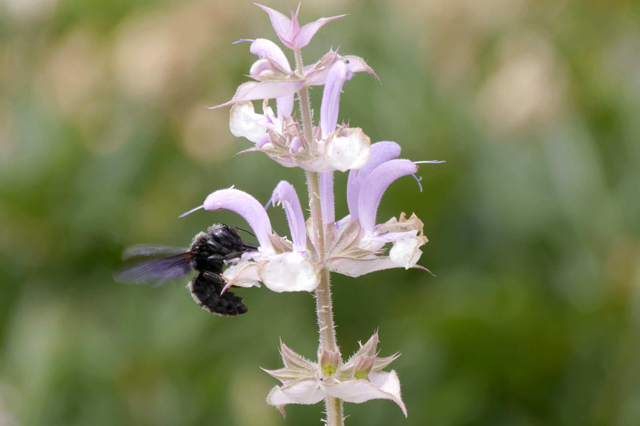 insektenfreundlicher-garten-holzbiene-an-muskatellersalbei