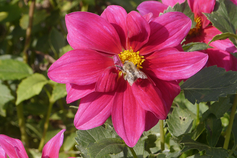 insektenfreundlicher-garten-dahlie-mit-hummel