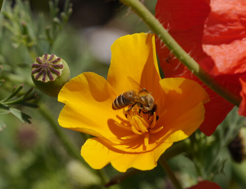 Der Garten als Paradies für Bienen und Hummeln