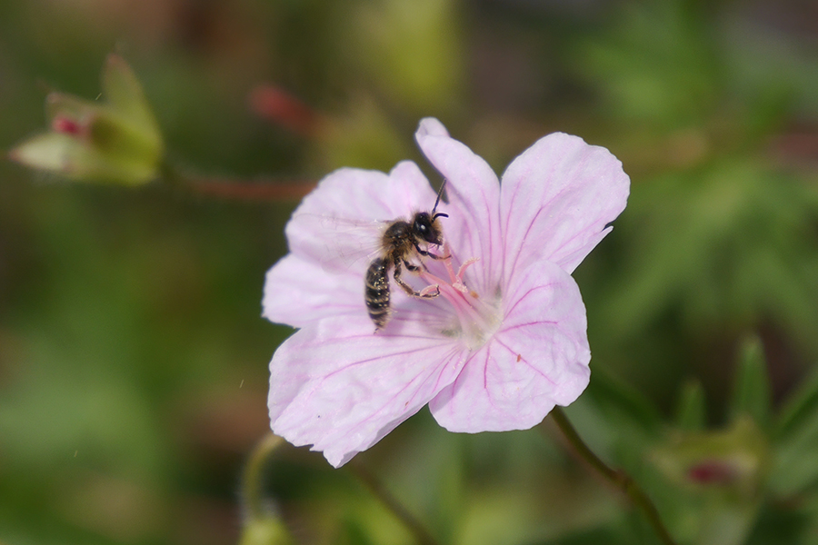 insektenfreundlicher-garten-storchenschnabel-mit-biene