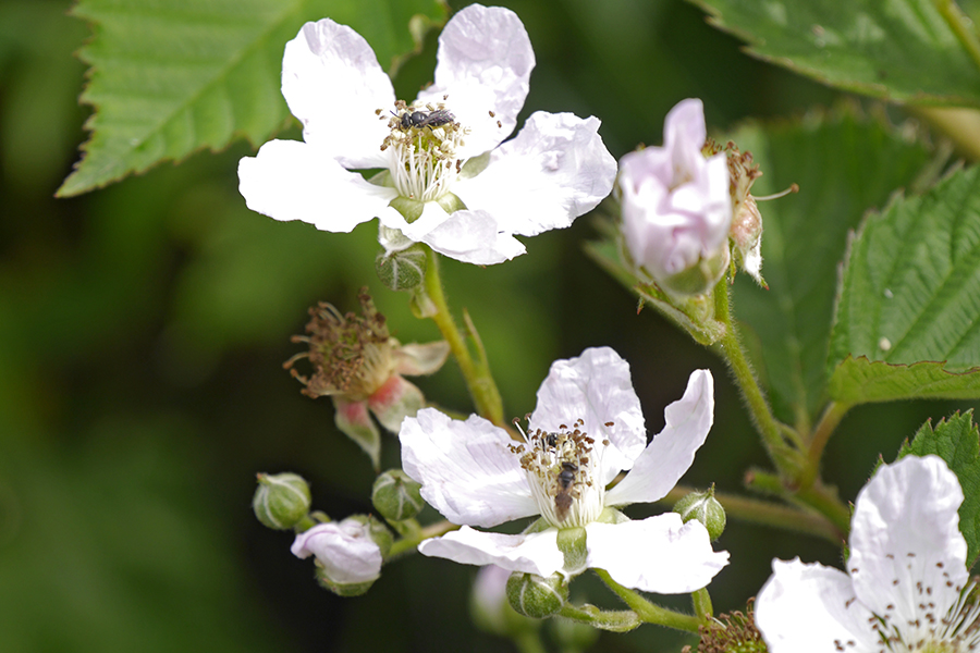 insektenfreundlicher-garten-brombeerblüten-mit-wildbienen