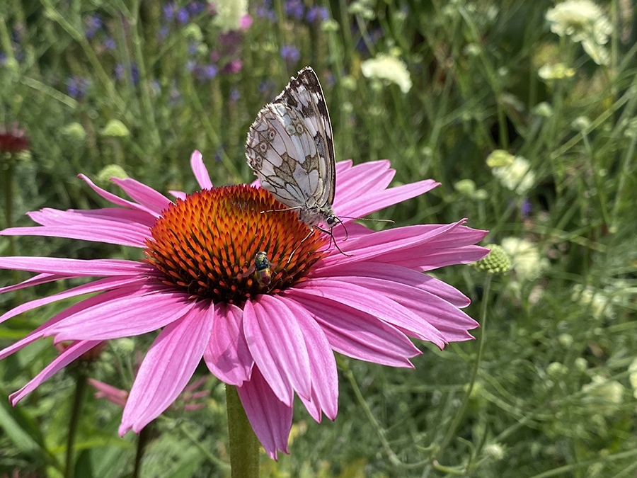 insektenfreundlicher-garten-schmetterling-auf-echinacea