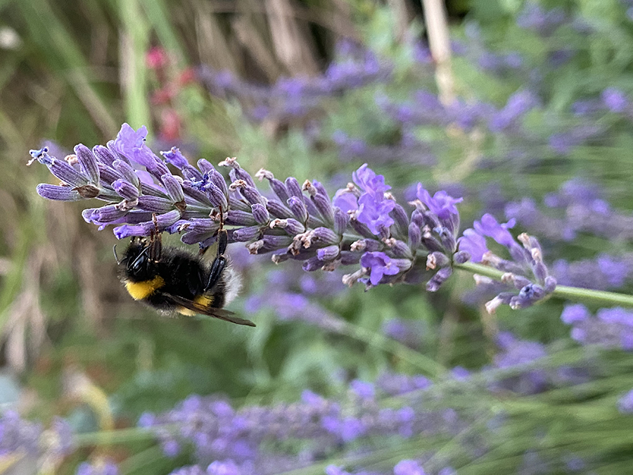 insektenfreundlicher-garten-hummel-an-lavendel