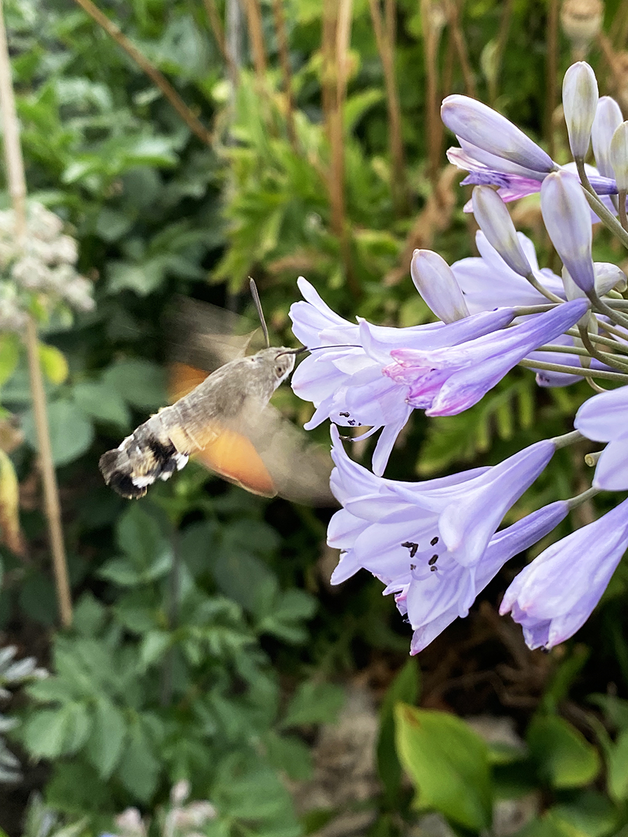 insektenfreundlicher-garten-taubenschwänzchen