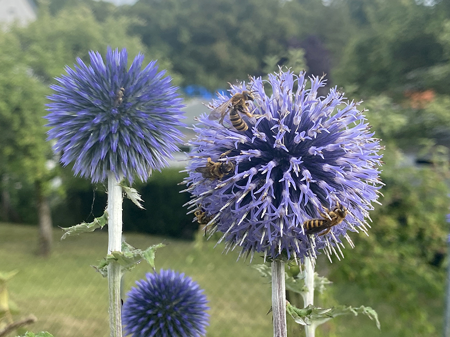 insektenfreundlicher-garten-kugeldistel-mit bienen