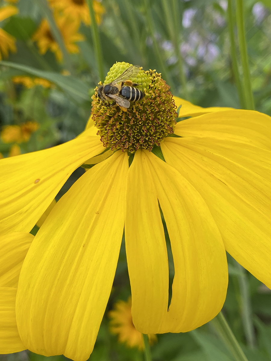 insektenfreundlicher-garten-sonnenhut-mit-biene