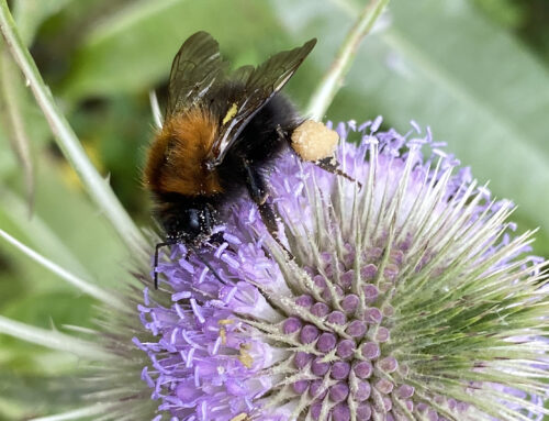 Der Garten als Paradies für Bienen und Hummeln