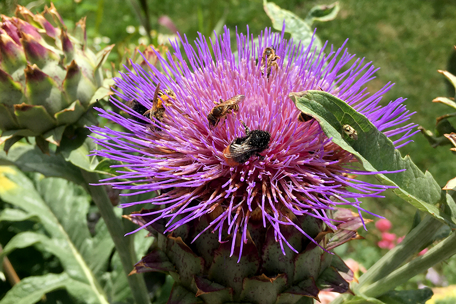 insektenfreundlicher-garten-kardy-mit-bienen-und-hummel