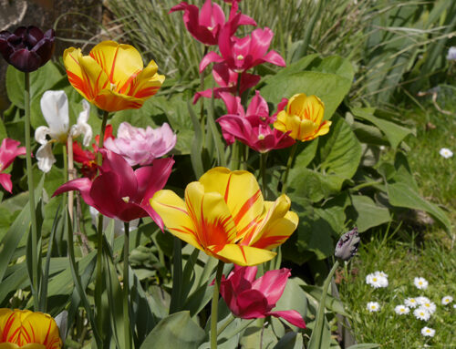 Im Herbst den Frühling pflanzen – zum Glück gibt es Zwiebeln