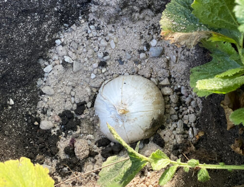 Im Herbst den Frühling pflanzen – zum Glück gibt es Zwiebeln