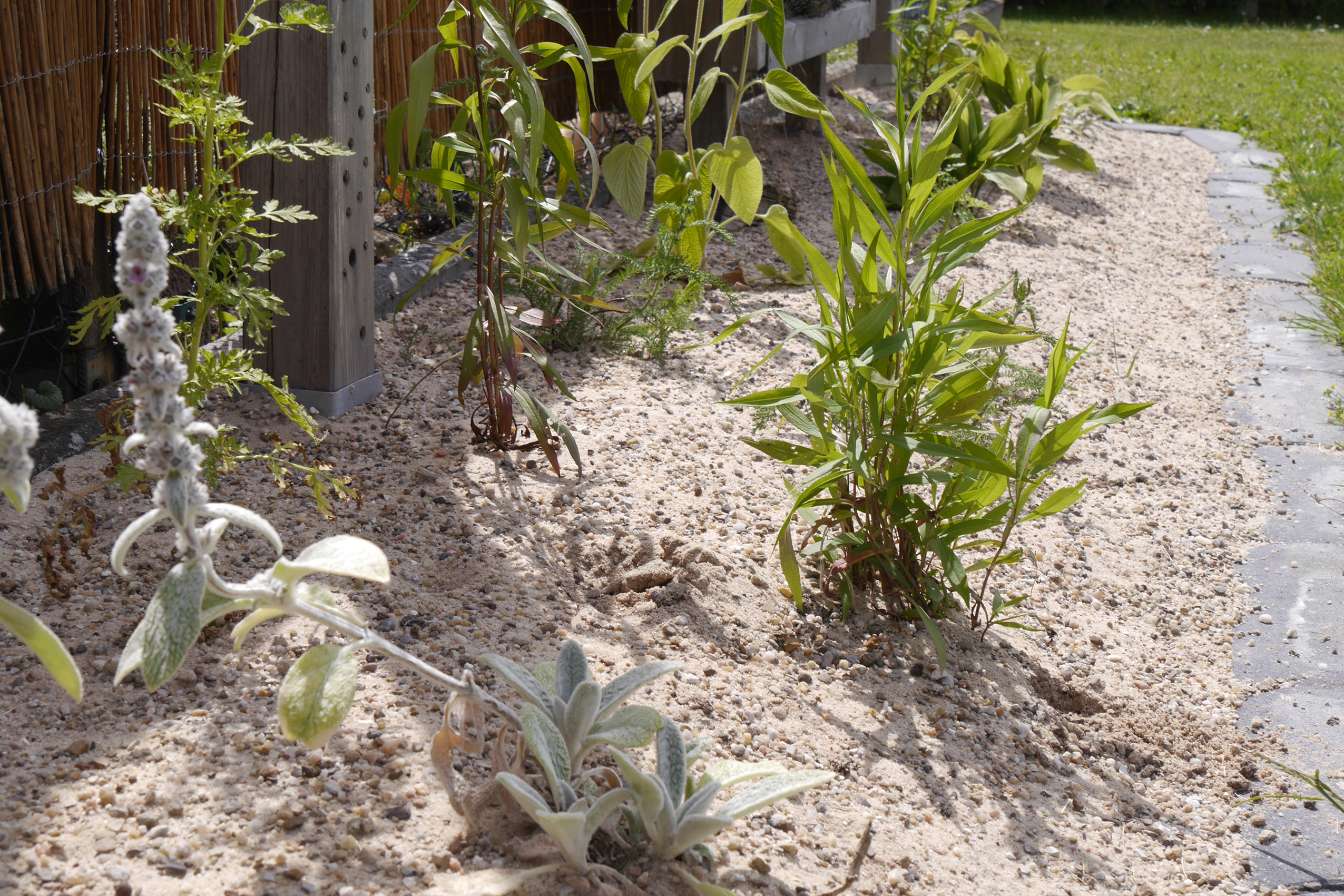 Sandbeet Schrebergartenverein im Juni