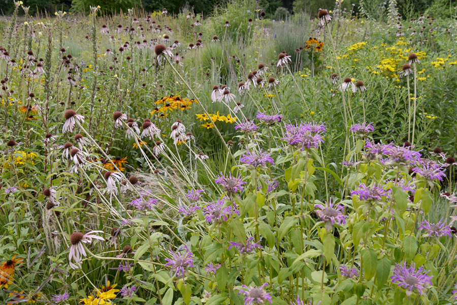 prärie-botanisch-ökologischer-garten-bt