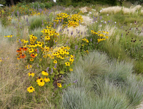 Die Prärie Nordamerikas im Ökologisch-Botanischen Garten Bayreuth