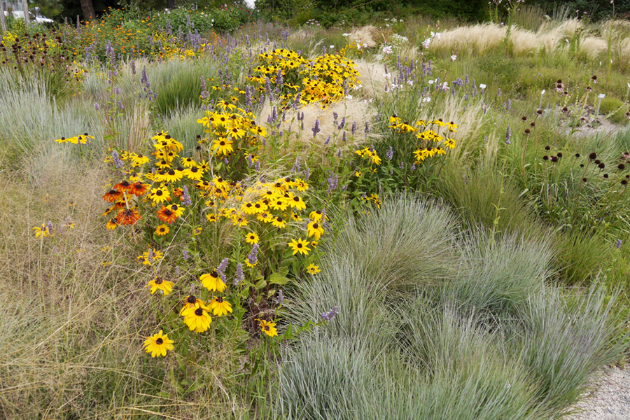 prärie-botanisch-ökologischer-garten-bt