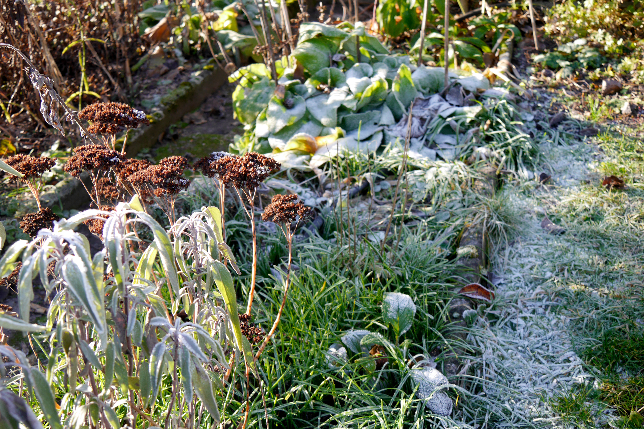 immergrüne-stauden-im-winter