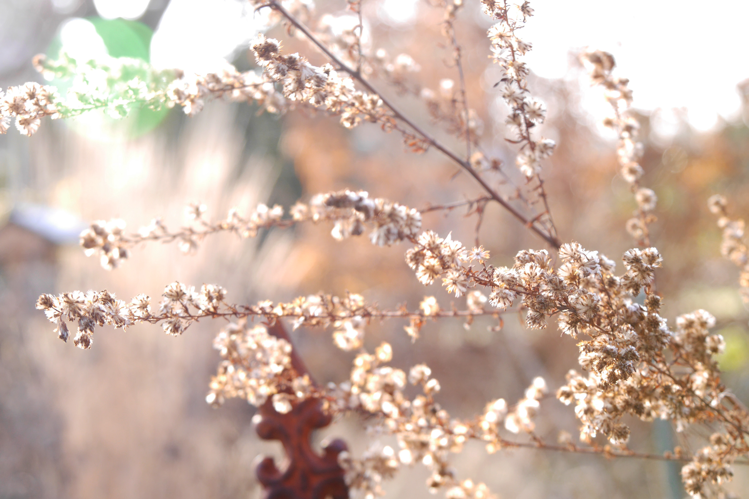samenstände-aster-im-winter