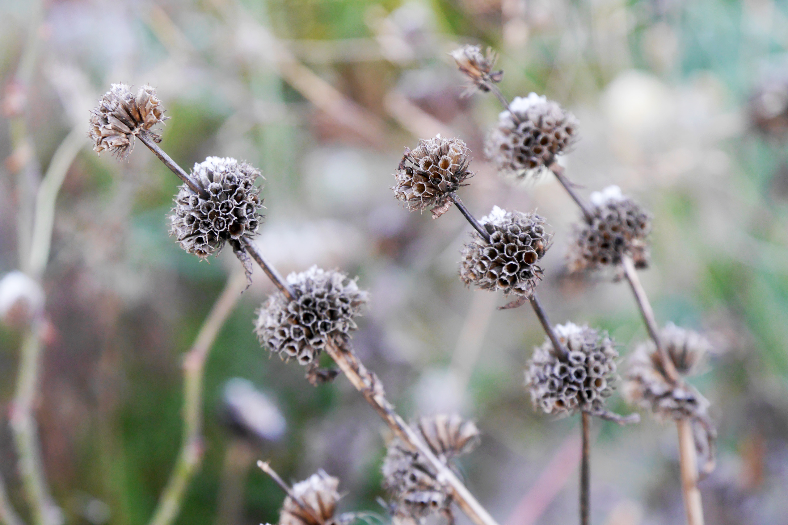 samenstände-im-winter
