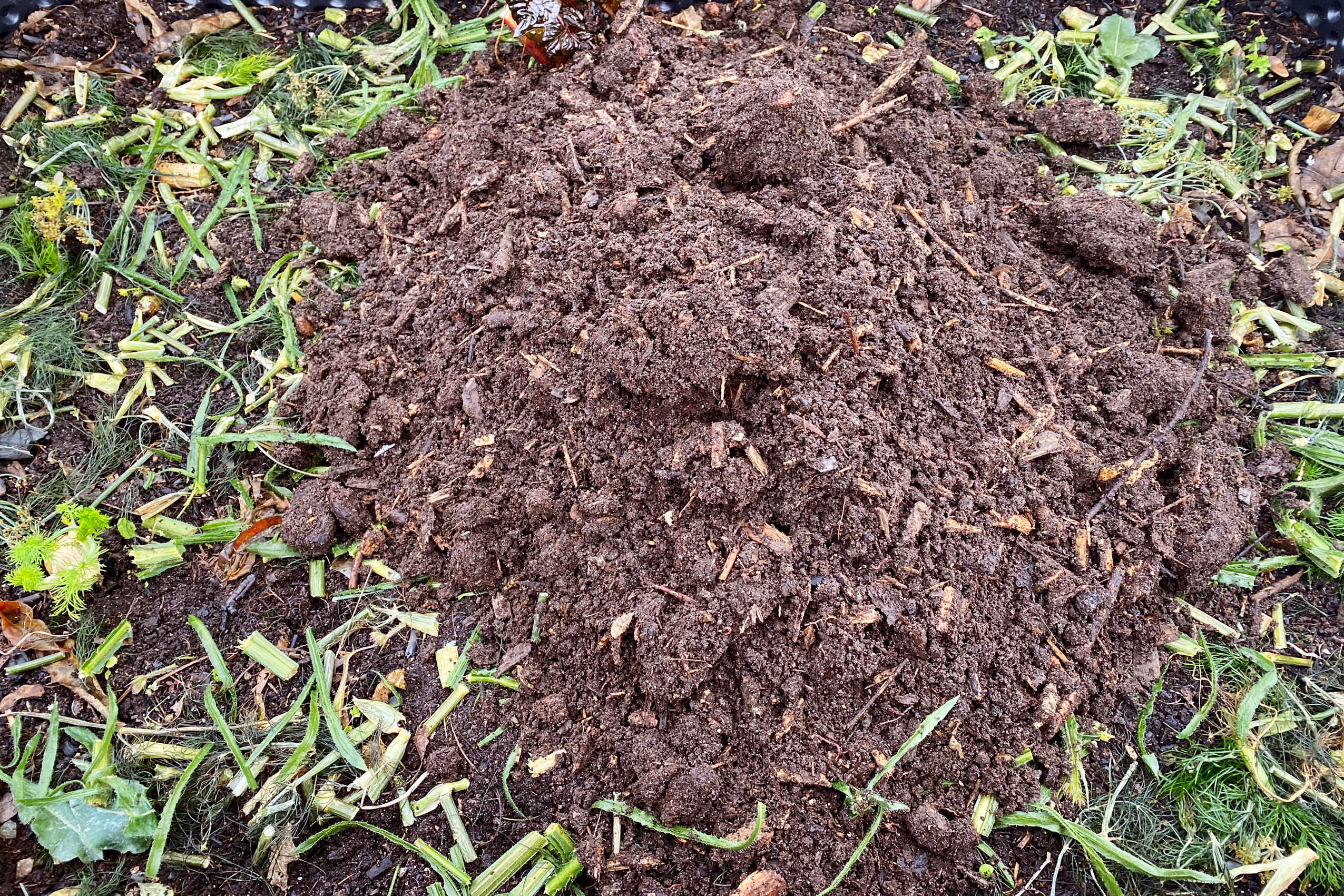 gemüsebeet-mulchen-gemüsereste-kompost