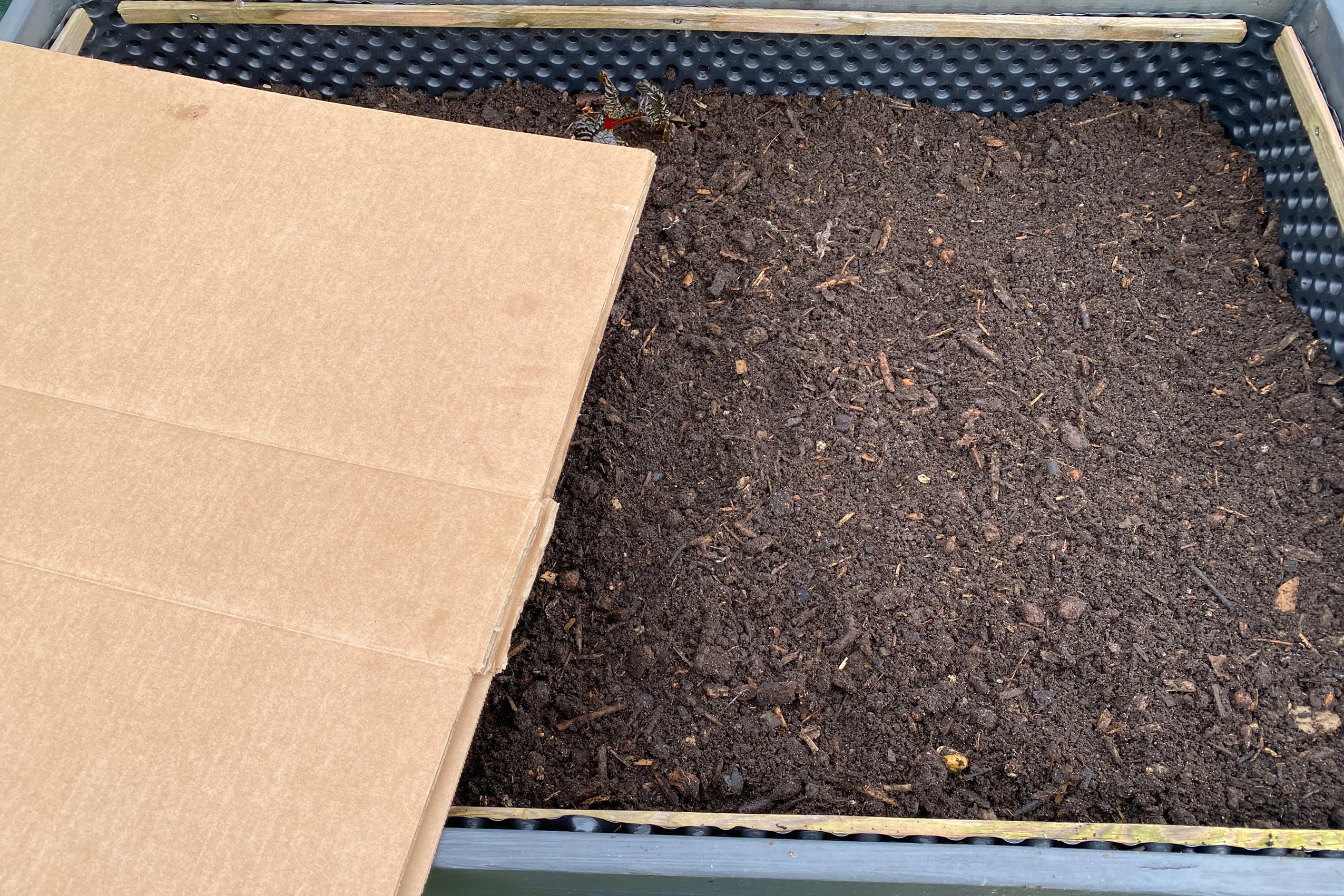 gemüsebeet-mulchen-mit-kompost