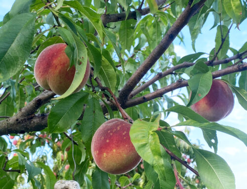 Sommerschnitt von Pfirsichbäume einfach erklärt