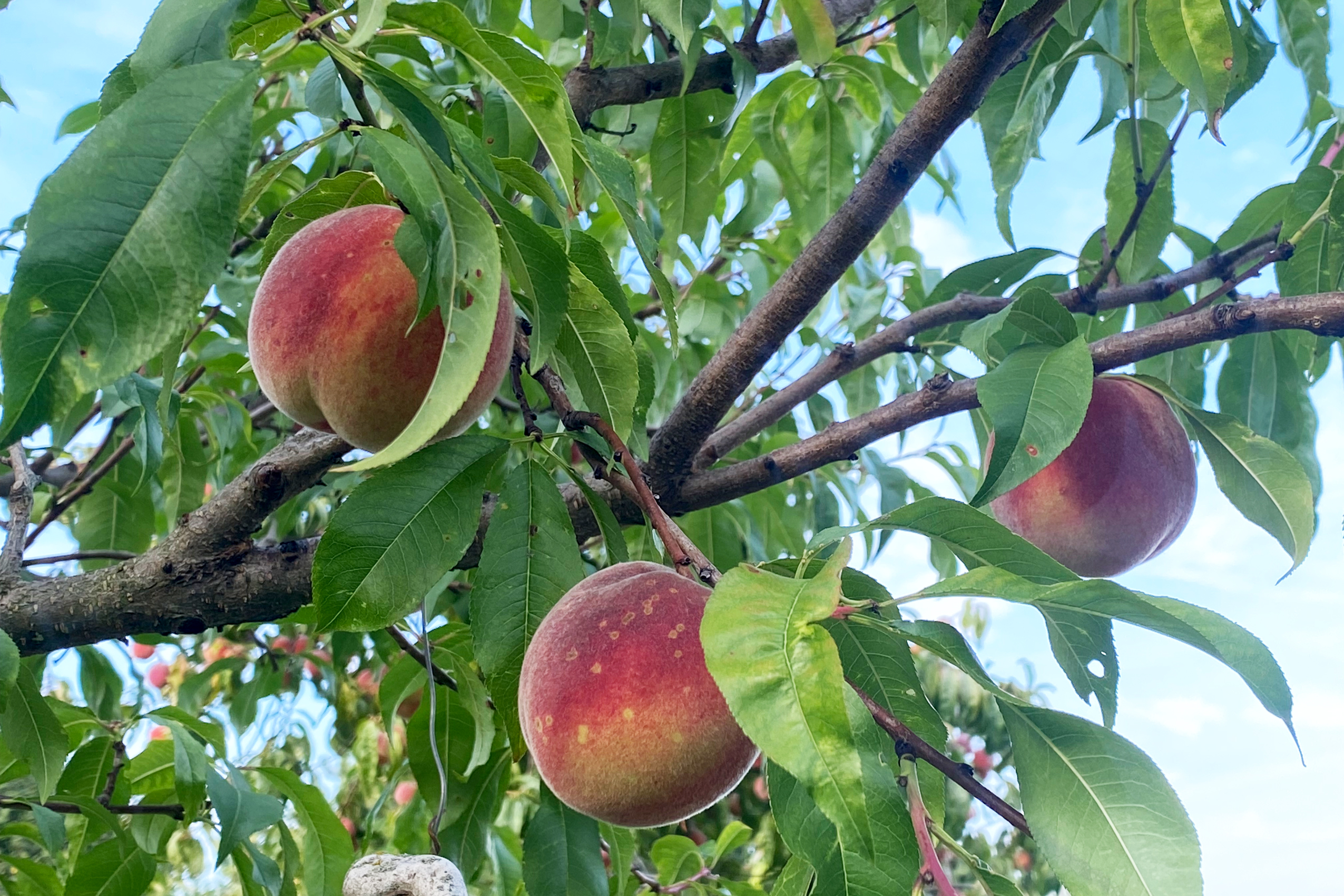 pfirsiche-im-baum