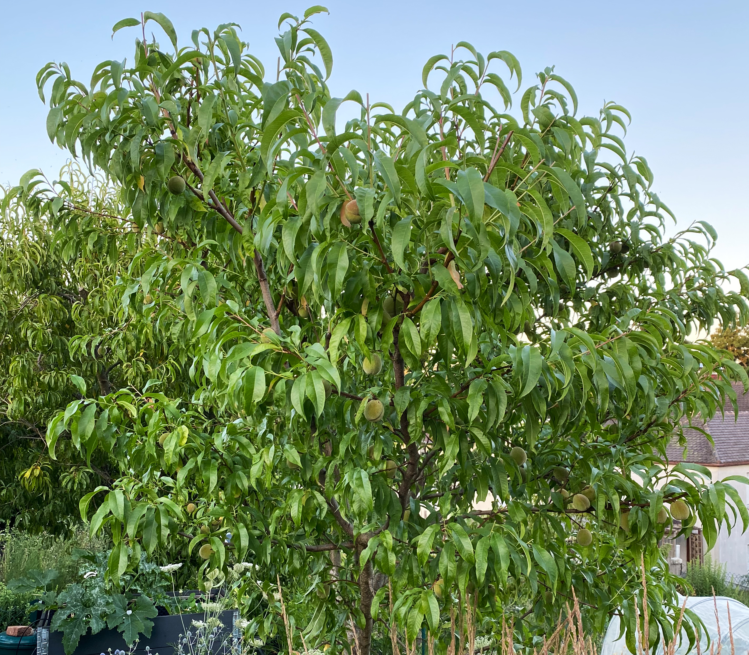 Sommerschnitt Pfirsichbaum
